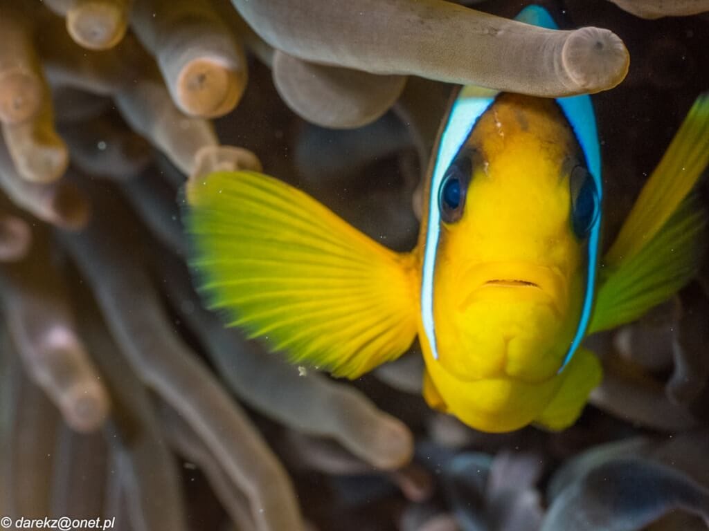 Beautiful underwater fish