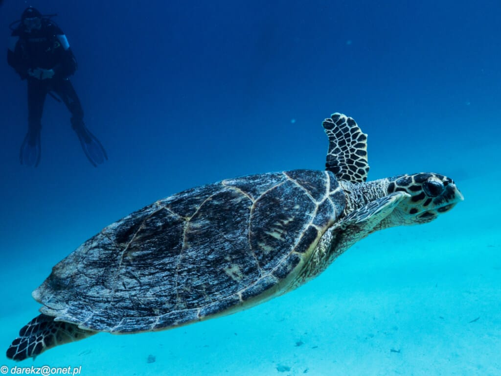 Diugo sea turtle