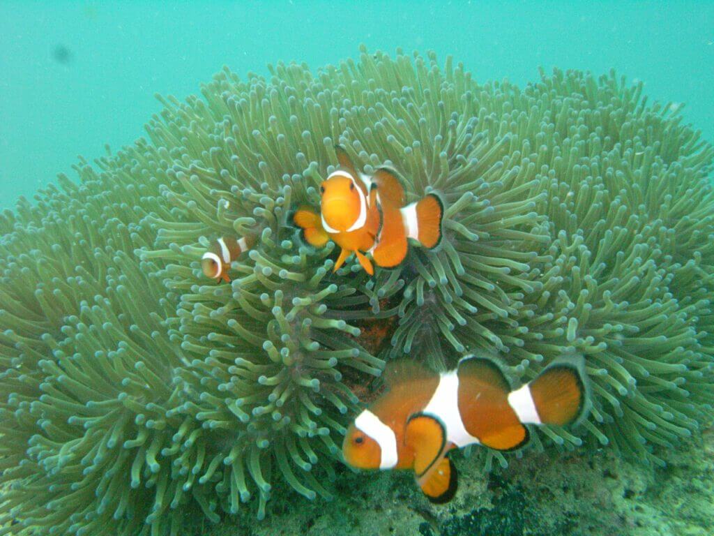 Clown fish