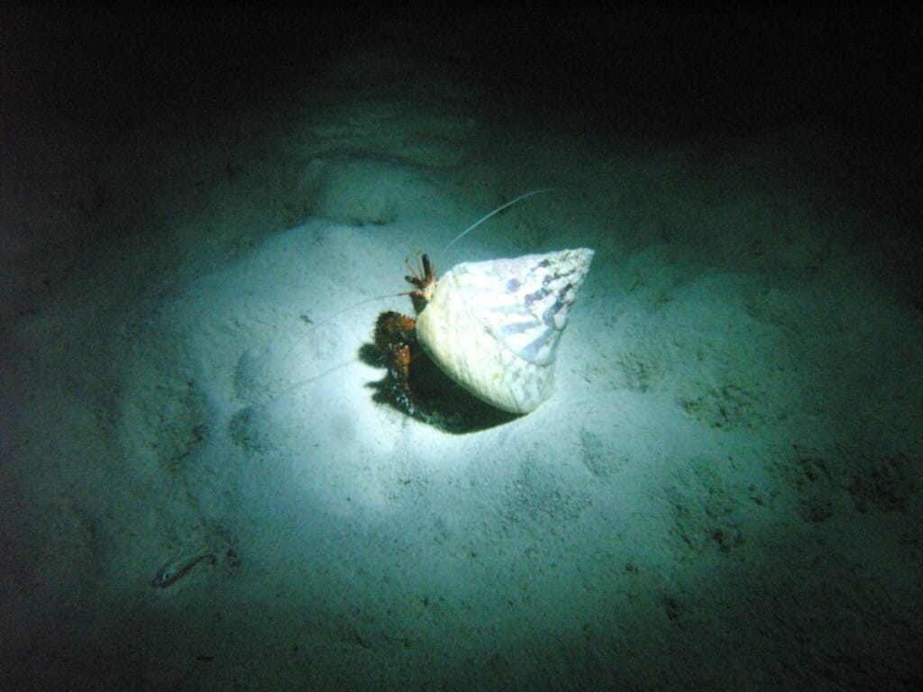 Plongée de nuit. L'ermite du cancer.