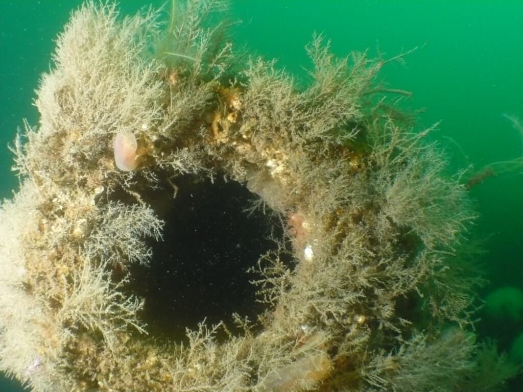 Atrakcje na dnie morskim w Skapa Flow