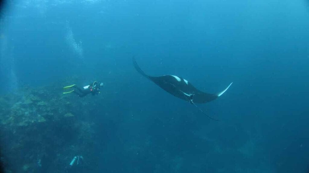 Potápění s úžasnými podmořskými tvory