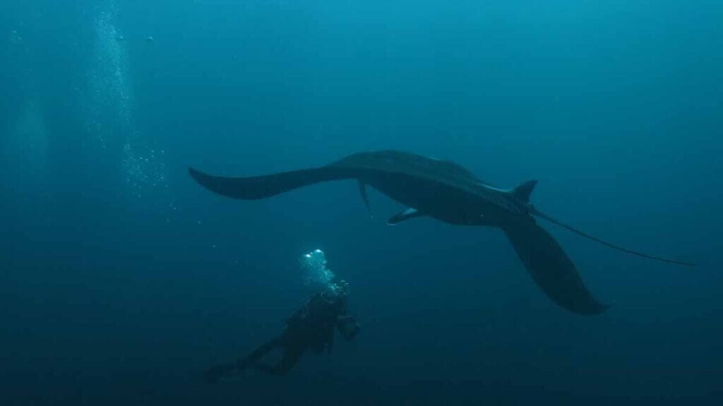 De puissantes créatures sous-marines