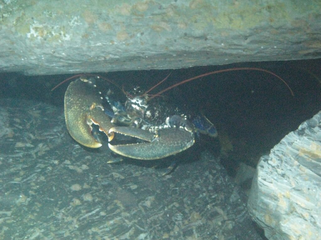 Animal submarino en Scapa Flow