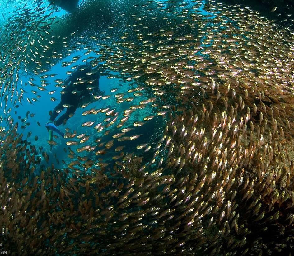 Plongée parmi les poissons