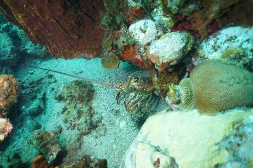 Langusta